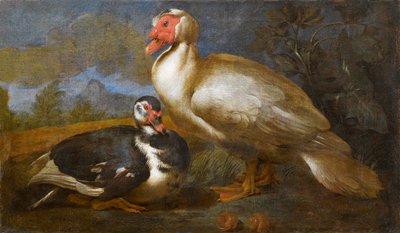 Due anatre muschiate in un paesaggio da Unbekannt Unbekannt